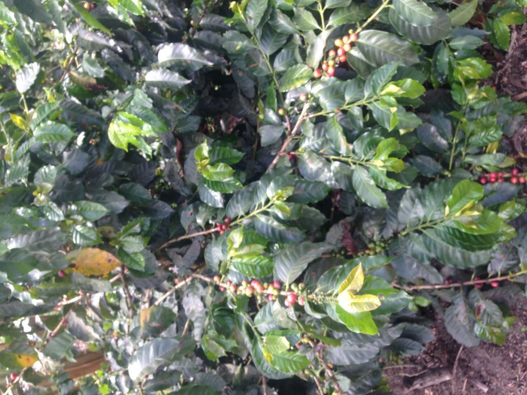 Calarcá Finca El Diamanteヴィラ エクステリア 写真