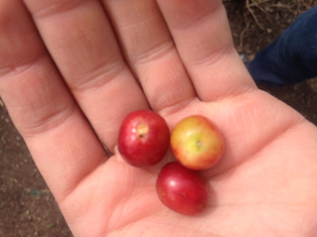 Calarcá Finca El Diamanteヴィラ エクステリア 写真