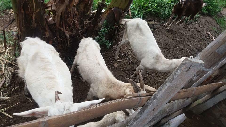 Calarcá Finca El Diamanteヴィラ エクステリア 写真