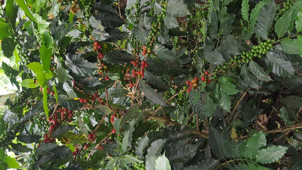 Calarcá Finca El Diamanteヴィラ エクステリア 写真