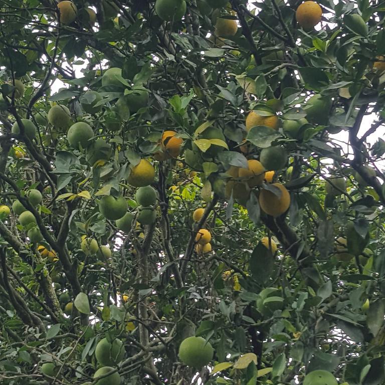 Calarcá Finca El Diamanteヴィラ エクステリア 写真