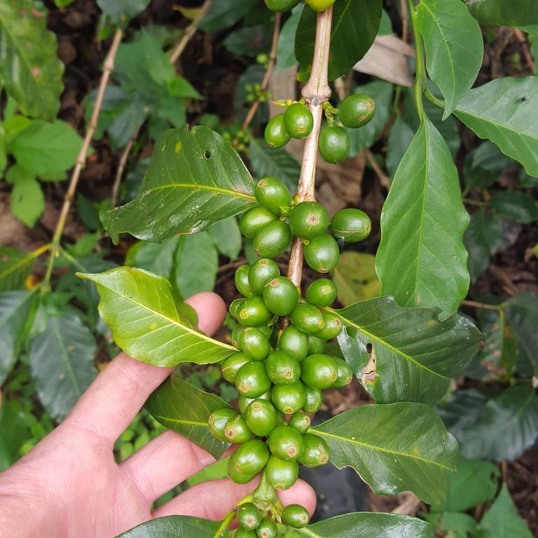 Calarcá Finca El Diamanteヴィラ エクステリア 写真