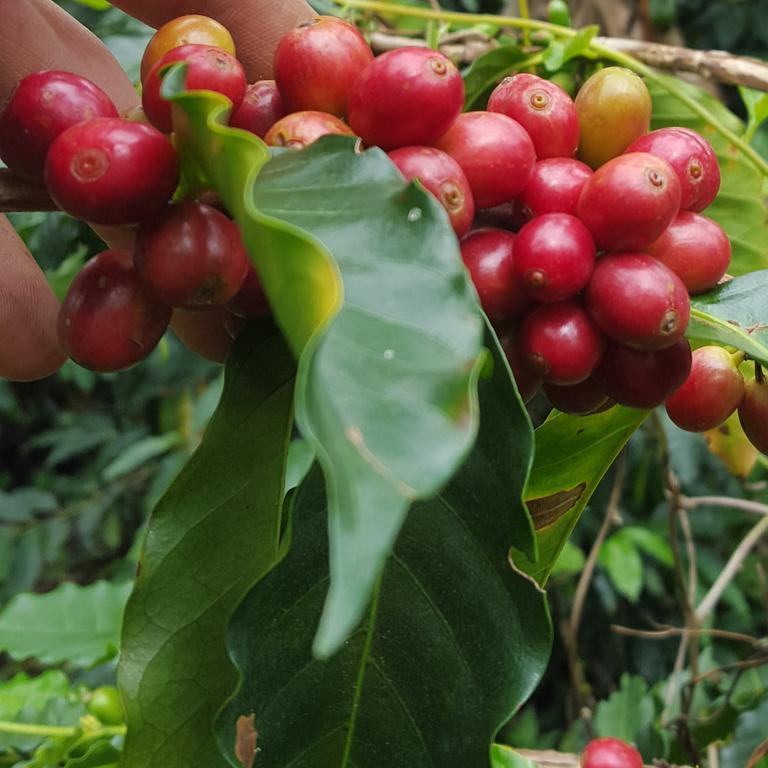 Calarcá Finca El Diamanteヴィラ エクステリア 写真