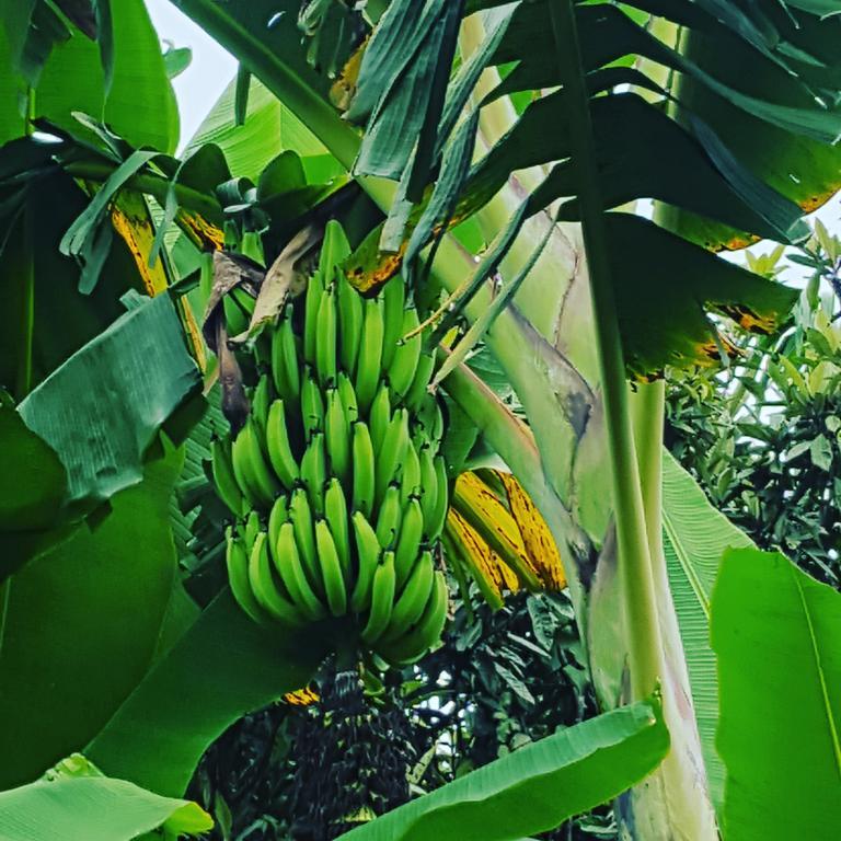 Calarcá Finca El Diamanteヴィラ エクステリア 写真