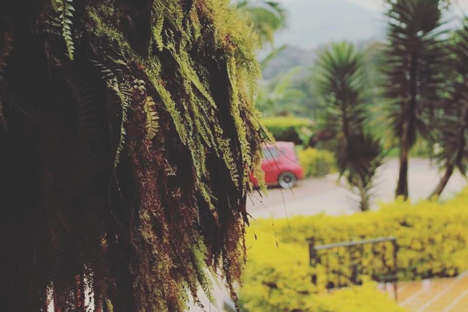 Calarcá Finca El Diamanteヴィラ エクステリア 写真